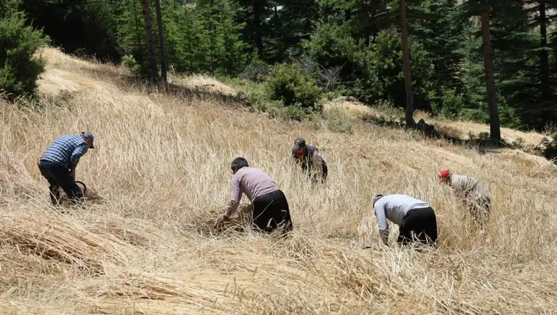 Tarımda Geleneksel Yöntemler: Ellik ve Orak ile Hasat Dönemi