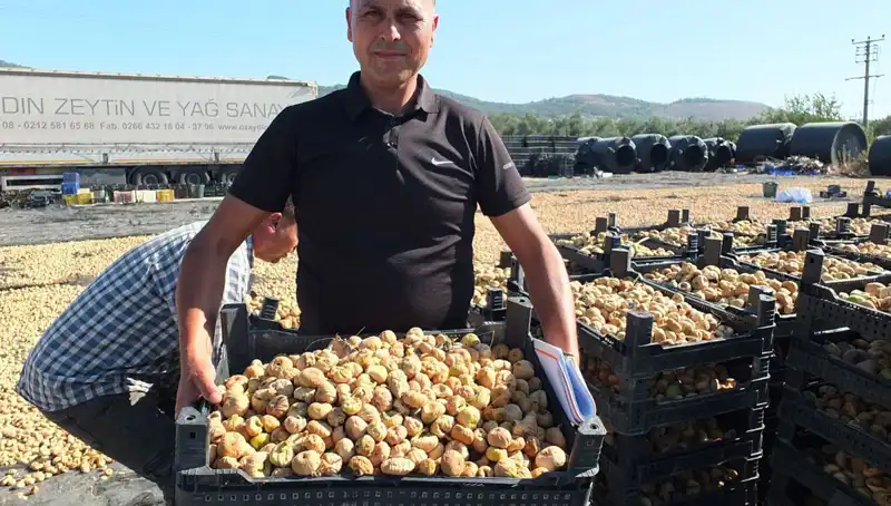 Balıkesir'de Yeni Hasat Dönemi: Çin ve Rusya'ya İhracat Hız Kazandı
