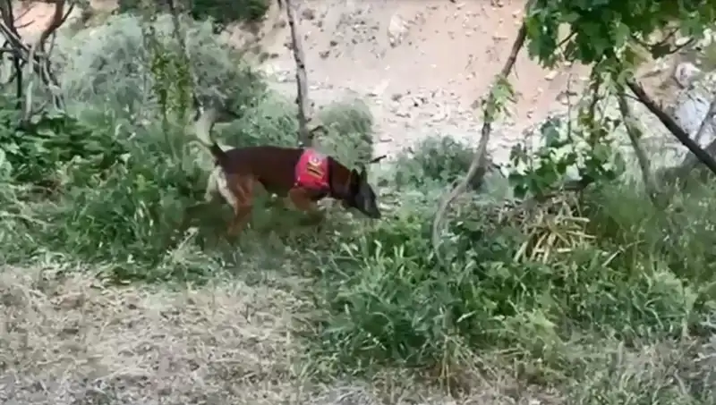 Gizli Eserlerin Peşinde: Dedektör Köpek Dere Kenarında Esrar Buldu