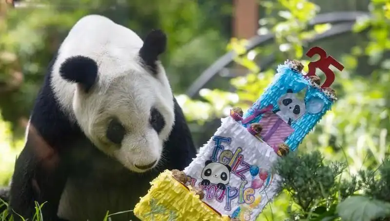 Dev Panda Xin Xin, 35. Yaşını Kutlayarak Hayranlarının Gözyaşlarını Dindirdi