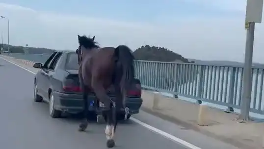 Adana’da Ata Eziyet Eden Kişiye Şok Tutuklama!