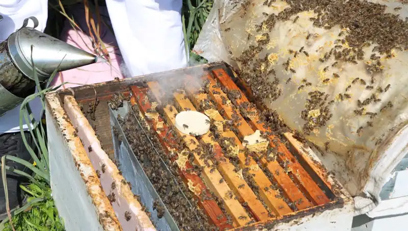 Ata Mesleği Arıcılığı Sürdüren Genç, Yurt Dışından Siparişlerle Büyüyor
