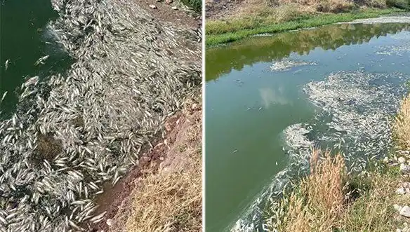 Karasu Çayı'nda Balık Ölümleri: Nedenleri ve Alınacak Önlemler