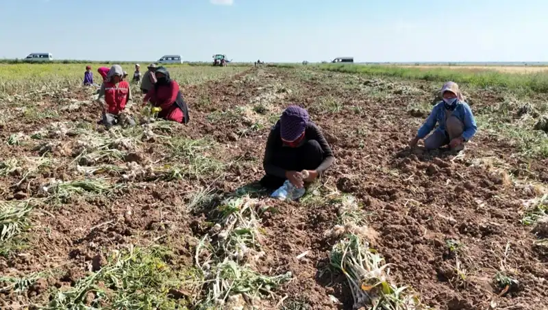Antibiyotik Hasadı Başladı: Rusya, Almanya ve İspanya'dan Gelen Yeni Gelişmeler