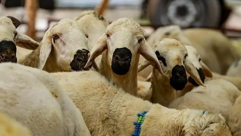 2025 Kurban Bayramı: Kurban Kesmek Farz Mı? Cevaplayacağımız 10 Merak Edilen Soru