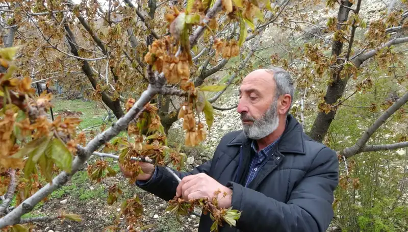 Zirai Don Alarmı: Albastı Kirazı Üreticileri Büyük Tehdit Altında