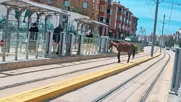 Eskişehir Tramvay Raylarında Başında Atla Yürüyen Şehir Sakinleri Şaşkın