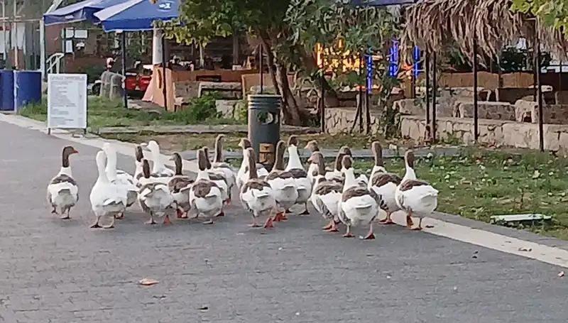 Denizde Yüzdüler, Kümese Kapandılar: Kazların Gizemli Ölümü