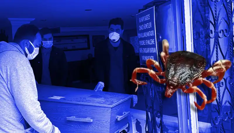İstanbul'daki Keneler Zararsız, Yeni Araştırma Sonuçları Halkı Rahatlattı!