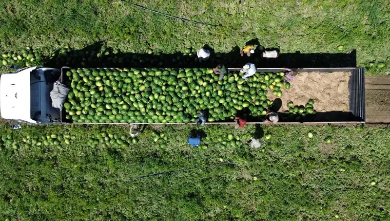 Bafra Ovası'nda Rekor Karpuz Rekoltesi Bekleniyor: 94 Bin 500 Ton!